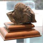 Ammonit Metoicoceras geslineanum (D`ORBIGNY)  